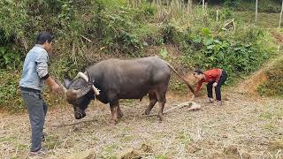 Building a life with my husband in 2020  Plowing fields growing rice growing corn [upl. by Branca]