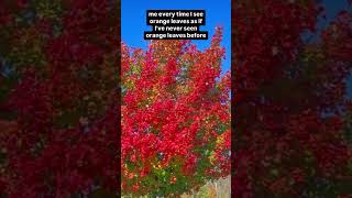 Fall Foliage fall naturelovers youtubeshorts viralvideo nature mountains fallfoliage [upl. by Christean]