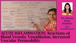 Acute Inflammation Reactions of Blood Vessels Vasodilation Increased Vascular Permeability [upl. by Ianthe]