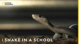 Snakes in the City  Tuesday 8 PM  National Geographic [upl. by Sternick]