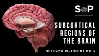 What are the subcortical regions of the brain [upl. by Tinaret]