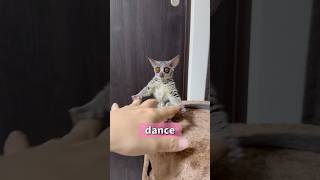 Bushbaby ダンサー🐵イーサ現る🤣shots bushbaby ショウガラゴ ブッシュベイビー おさるさん [upl. by Lora386]