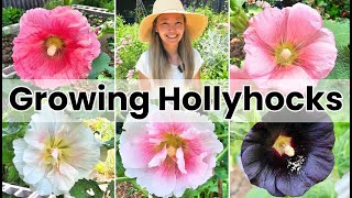 Growing HOLLYHOCKS from SEED to FLOWERS time lapse [upl. by Tnaryb734]