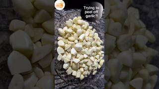 Garlic peeling hack easygarlicpeelinghack youtubegarlicpeelinghack shorts youtubevideos [upl. by Ahsytal]