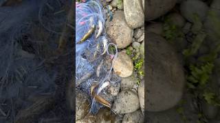 Best Fishing Video By Professional fisherman Net Fishing in The River [upl. by Sivar]