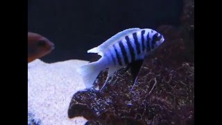 Maylandia zebra chilumba Maison Reef [upl. by Goto]