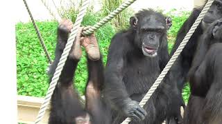 Onearmed chimpanzee screaming and angry after being slapped by her twin sisters❗ [upl. by Clapp]