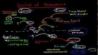 Physiologic Control of Hemostasis [upl. by Rasla732]