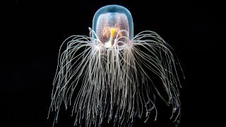 The Immortal Jellyfish [upl. by Apollo]