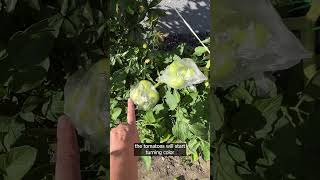 Quick Trick for Ripening Tomatoes at Seasons End [upl. by Egas]