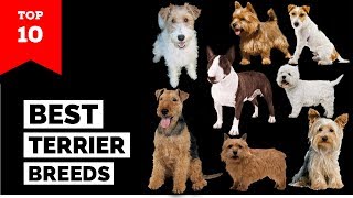 Terrier Breeds – Top 10 Popular Terrier Dogs [upl. by Aker]