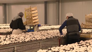 Le premier producteur français de champignons de Paris se trouve en CharenteMaritime [upl. by Daphie798]