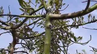 White Powder on Avocado Tree Branch Sections and Lesions [upl. by Amsirak]