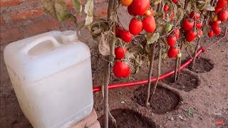 Como hacer riego por goteo por gravedad y automático para tomates fructíferos y abundantes [upl. by Nilyahs582]