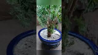 How to water a Ming Aralia Polyscia Fruticosa [upl. by Janek]