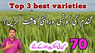 The best high yielding wheat varieties  Top three best wheat varieties  Abid Ali Agrarian [upl. by Alael]