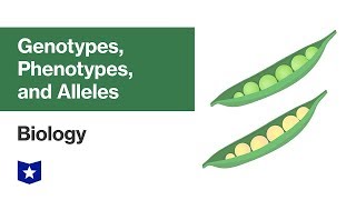 Genotypes Phenotypes and Alleles  Biology [upl. by Britta]