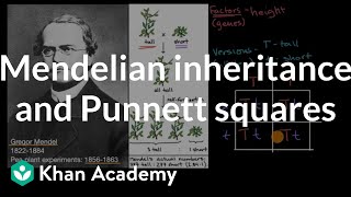 Mendelian inheritance and Punnett squares  High school biology  Khan Academy [upl. by Oyek]