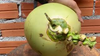 Heart of all kinds of fruits  coconut cartilaginous [upl. by Cawley]