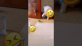 🤣🤣🤣 catvideos cat catlike azikboom catfunny catlover funny mushuk najim mycat [upl. by Nolham]