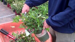 How to Trim Weigela Ground Effects Sioux Center [upl. by Esenwahs]