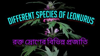 Different species of Leonurus ।। রক্তদ্রণ।। nature flowers taxonomy field MinhasPlantas [upl. by Odelia]