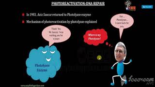 PHOTOREACTIVATION  LIGHT DEPENDENT DNA REPAIR MECHANISM [upl. by Doreen276]