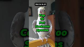 Top 10 pet cockatoo species top10 [upl. by Eittam]