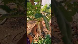 Radish harvest organic garden gardening [upl. by Rolecnahc]