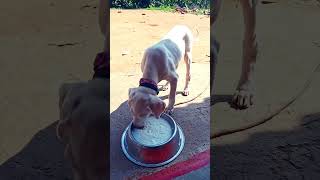 dogs love WhatsApp status tamil dogs love trending pets dog doglover tamil [upl. by Haran]