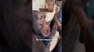 A very friendly chimpanzeeshorts animals chimpanzee friendship heartwarming [upl. by Anisirhc]