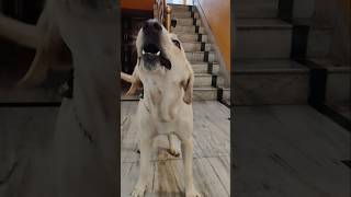 Labrador barking sound 😈 labrador trending youtubeshorts shorts shortsfeed [upl. by Niels]