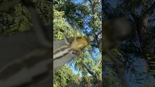 What Its Like To Be Swarmed By 30000 Wasps shorts explorepage nature [upl. by Aloap]