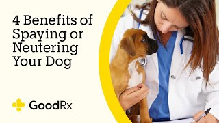 4 Benefits of Spaying or Neutering Your Dog  GoodRx [upl. by Belle]