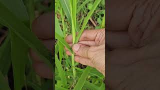 Pennisetum purpureum  Napier fodder grass [upl. by Lednar]