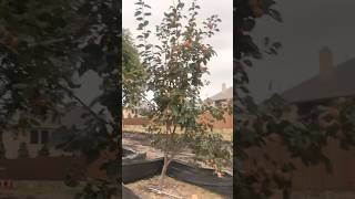 What a fully ripe persimmon tree looks like telugushorts food saturday friscotx hanumantemple [upl. by Olmsted]