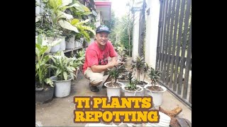 REPOTTING MY TI PLANTS [upl. by Gearalt504]