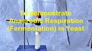 Fermentation in Yeast Experiment [upl. by Retsila]