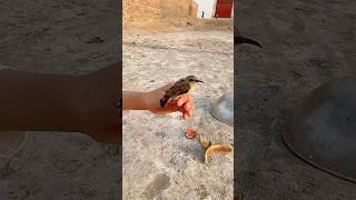 Trap Laga Kar Chirya Pakri li 😮 trap chidya minizoo parrot petvlog birds petlovers shorts [upl. by Schell223]