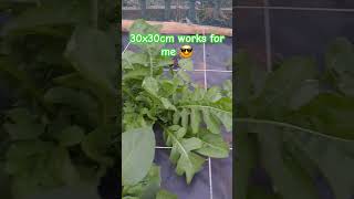 How to ensure a thriving garden with productive plants  gardenlife gardeningtrends greengardener [upl. by Ken45]