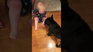 Go Away Piper Daddy’s Mine ❤️baby babyboy babyanddog frenchie frenchbulldog [upl. by Bette]