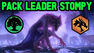 🐺 WEREWOLF PACK LEADER in Mono Green Stompy 【 MTG Modern Forgotten Realms 】 [upl. by Ttirb390]