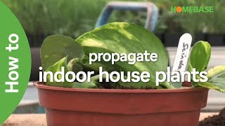 How To Propagate Indoor House Plants  Indoor Plants  Homebase [upl. by Herrah859]