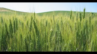 Lecture 4 Feedstocks Forest amp Field Biomass Sources [upl. by Sosna818]