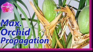 How to propagate Maxillaria tenuifolia orchid [upl. by Alida]