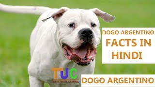 Dogo Argentino Dog Facts In Hindi  Dog Facts  Popular Dogs  The Ultimate Channel [upl. by Johan]