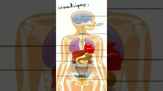 La pharmacocinétique science medecine biology pharmacologie [upl. by Imnubulo849]