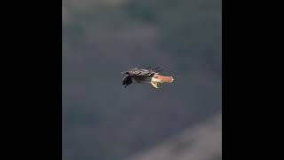 Redtailed hawk stilling in the wind at Hawk Hill [upl. by Eleanora]