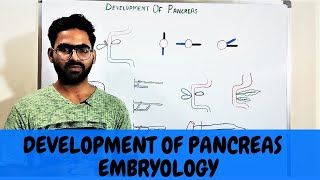 PANCREAS DEVELOPMENT EMBRYOLOGY  GIT EMBRYOLOGY 6 [upl. by Wulfe]