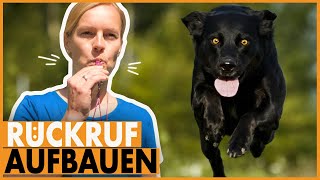 Rückruftraining Hund I So lässt dein Hund sich sicher abrufen I Tipps für den sicheren Rückruf [upl. by Orji]